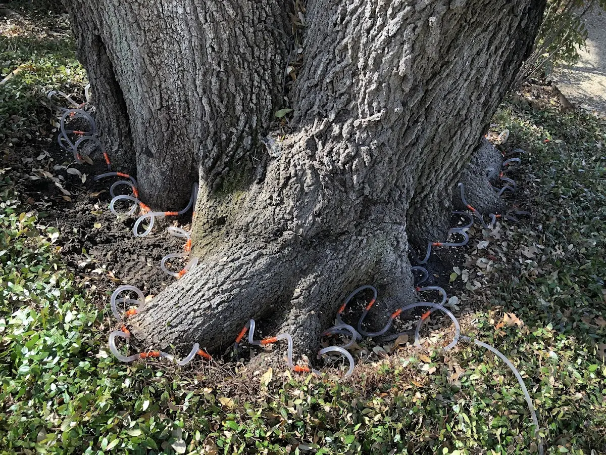 Detailed Tree Cabling and Bracing job site in Swanville