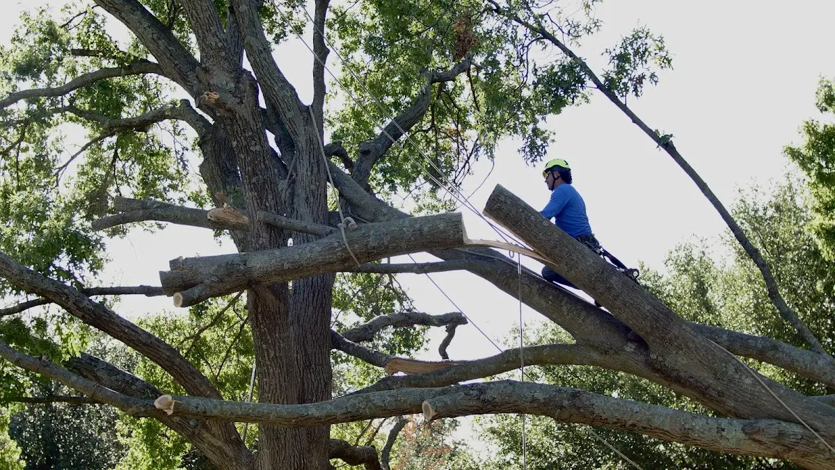 Professional Hazardous Tree Removal performed by certified arborists in Swanville