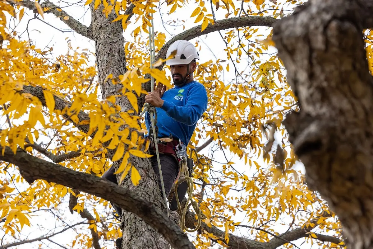 Skilled Tree Pruning crew working in Swanville